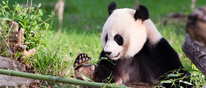 Cropped Mei Xiang