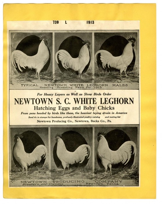 newtown white leghorn