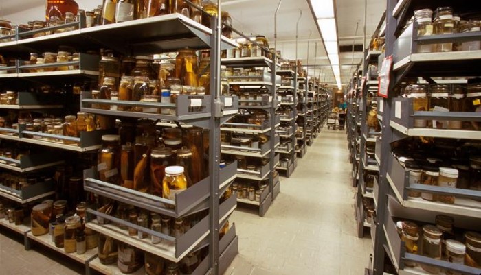 Fish collection at Museum Support Center, Suitland, Md.