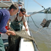 Former postdoc Eric Johnson (left) and SERC biologist Rob Aguilar trawl the Rhode River for blue crabs so that they can monitor their population and health. (Photo courtesy Smithsonian Environmental Research Center)