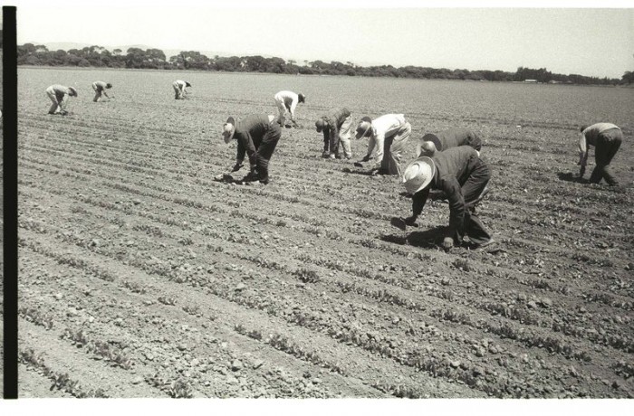 Bracero workers using short-handled hoes to perform stoop labor