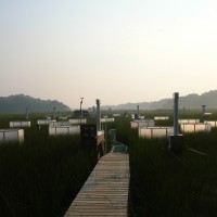 Scientists use chambers in SERC’s Global Change Research Wetland, raising CO2 concentrations to twice that in the atmosphere to see how plants may react in the atmosphere of 2100. It is the world’s longest-running field study on the effects of atmospheric CO2 on plant communities. (SERC photo)