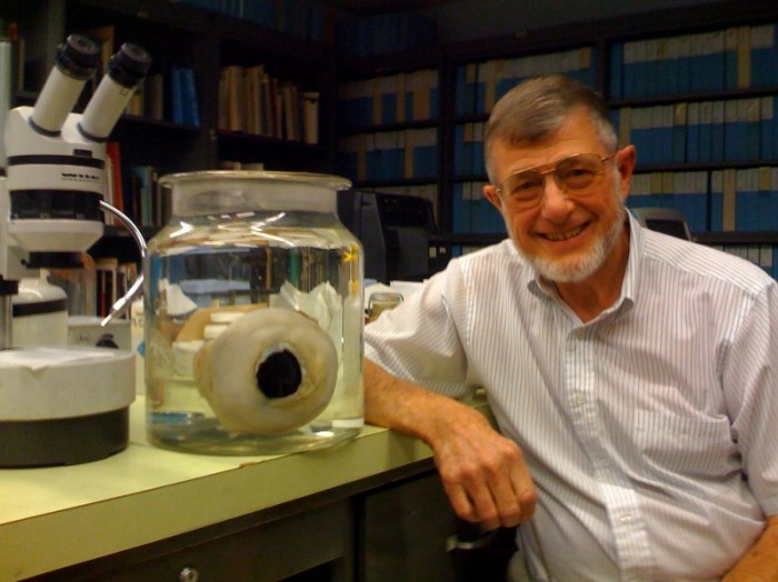 Giant squid have giant eyes. The one in this jar is about the same size as Clyde Roper's head! Giant squid, like its other cephalopod relatives, stand out for their highly complex visual system. Dr. Roper is a cephalopod expert and Research Zoologist Emeritus at the National Museum of Natural History. (Photo courtesy of Dana Dolan, 2008)