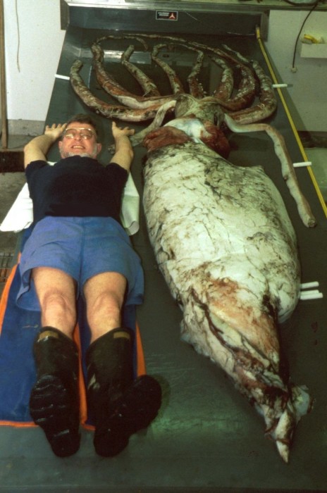 Six-foot-tall Clyde Roper stretches out beside a giant squid to give a sense of scale. (Photo courtesy Ingrid Roper)