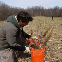 Smithsonian ecologist John Parker examines just a few of the 24,000 tree saplings that will one day turn this Maryland cornfield into a mature forest. During the next 100 years, Smithsonian scientists will examine how varying levels of species diversity affects the forest’s development and how it reacts to climate change.(Photo by John Gibbons)