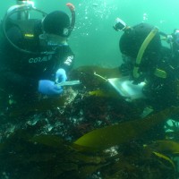Underwater archaeology researchers on the site of the São José slave ship wreck near the Cape of Good Hope in South Africa. Photo courtesy Iziko Museums