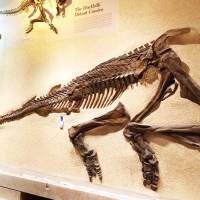 The plaque mount of Corythosaurus before it was removed from the wall in the National Fossil Hall at the Smithsonian's National Museum of Natural History.