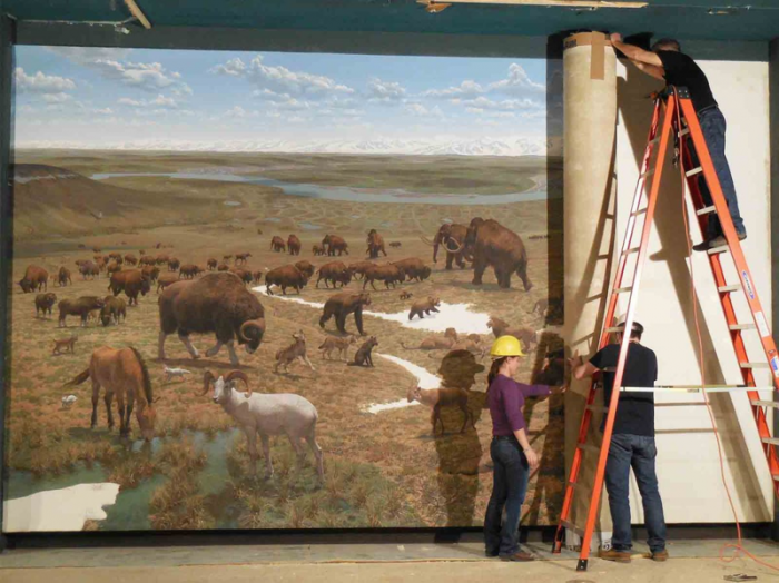 A team of art conservators peels a mural off the wall in the Ice Ages Hall. This 1975 painting on canvas by paleoartist Jay Matternes depicts life on the tundra during the Pleistocene. It is part of a set of Matternes' murals that will be conserved and held in our collections for future use. (Photo via "Digging the Fossil record," NMNH)