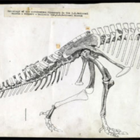 This 1920 drawing from a scientific publication by Charles W. Gilmore shows the reconstructed skeleton of Ceratosaurus as it was positioned for display. The mount was first exhibited in 1910.