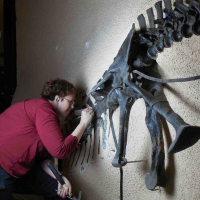 Preparator Deborah Wagner freed the skeleton of Ceratosaurus from the plaque in sections.