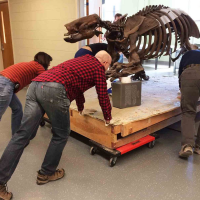 Many hands make less-heavy work. The Harlan's ground sloth was just small enough to fit through all the doorways between the exhibit and the lab where it would be dismantled.