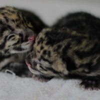 Clouded leopard cubs born June 11, 2015 in Thailand. The two cubs are only the second litter born as the result of an artificial insemination and the first born outside of the United States. (Photo courtesy Khao Khew Open Zoo)