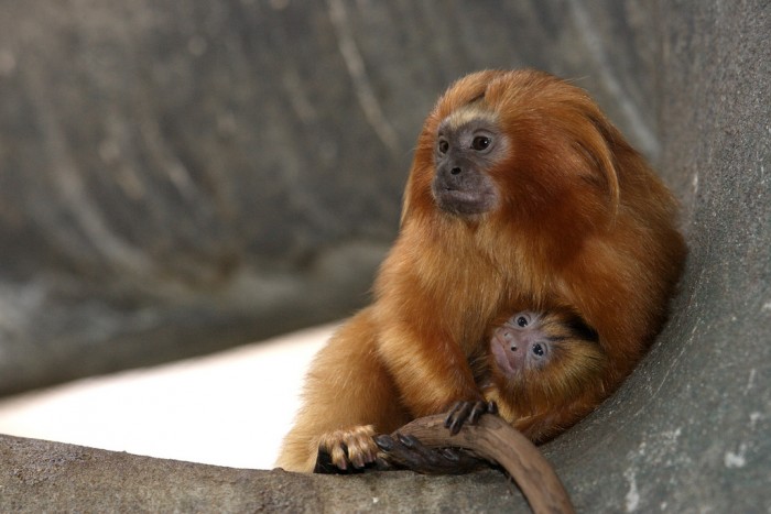 A golden lion tamarin and her infant at the National Zoo in 2007. (Photo by Mehgan Murphy)