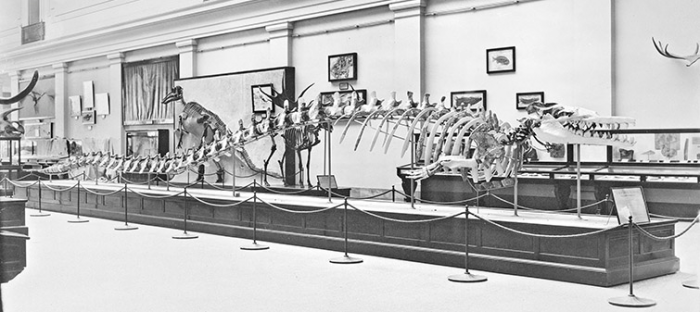 Gidley's mount of Basilosaurus cetoides (USNM 4675) as it was first displayed in the Hall of Extinct Monsters. Photo courtesy of Smithsonian Archives