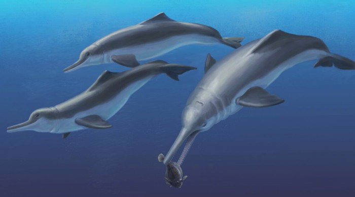 An artistic reconstruction of Isthminia panamensis, a new fossil dolphin from Panama, feeding on a flatfish. Many features of this new species appear similar to today’s ocean dolphins, yet the new fossil species is more closely related to the living Amazon River dolphin. The fossils of Isthminia panamensis were collected from marine rocks that date to a time (around 6 million years ago) before the Isthmus of Panama formed and a productive Central American Seaway connected the Atlantic and Pacific oceans. (Credit: Julia Molnar)