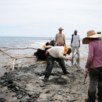 Scientists from the Smithsonian’s National Museum of Natural History and the Smithsonian Tropical Research Institute collect the fossils of Isthminia panamensis, a new fossil dolphin, from the Caribbean coast of Panama on 18 June 2011. The fossil was then encased in a white plaster jacket, and recovered as the tide rushed in. (Credit: Jorge Velez-Juarbe)