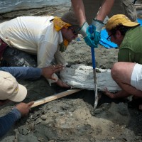 Scientists from the Smithsonian’s National Museum of Natural History and the Smithsonian Tropical Research Institute collect the fossils of Isthminia panamensis, a new fossil dolphin, from the Caribbean coast of Panama on 18 June 2011. The fossil is encased in a white plaster jacket, and recovered as the tide rushed in. (Credit: Aaron O’Dea)