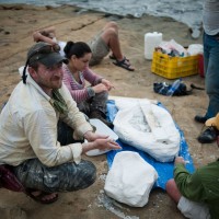 Scientists from the Smithsonian’s National Museum of Natural History and the Smithsonian Tropical Research Institute collect the fossils of Isthminia panamensis, a new fossil dolphin, from the Caribbean coast of Panama on 18 June 2011. The fossil is encased in a white plaster jacket, and recovered as the tide rushed in. Credit: Aaron O’Dea / Smithsonian Institution