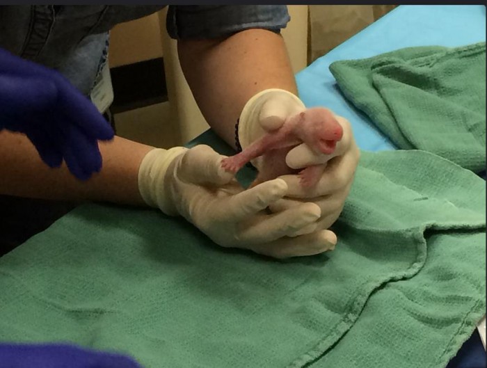 Veterinarians examine one of the giant panda cubs born Aug. 22. (Photo by Pamela Baker-Masson)