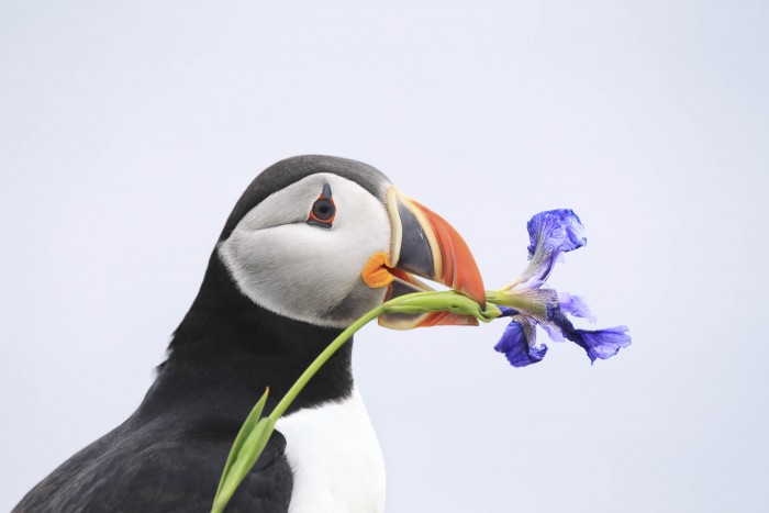 Atlantic Puffin with Wild Iris, Elliston, Newfoundland, Canada By Megan Lorenz, Etobicoke, Ontario, Canada