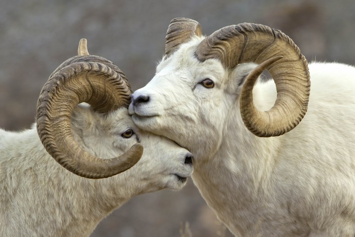 Dall's Sheep, Denali National Park, Alaska, USA By Cheryl Opperman, Littleton, Colorado, USA www.cherylopperman.com © Cheryl Opperman / Nature's Best Photography Awards. Courtesy of Smithsonian’s National Museum of Natural History.