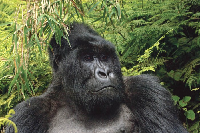 Mountain Gorilla, Volcanoes National Park, Rwanda By John Reiter, Mahwah, New Jersey, USA © John Reiter / Nature's Best Photography Awards. Courtesy of Smithsonian’s National Museum of Natural History.