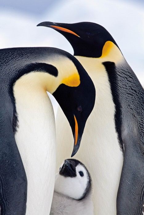 © Marcello Libra / Nature's Best Photography Awards. Courtesy of Smithsonian’s National Museum of Natural History.