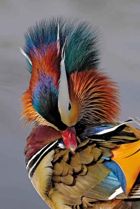 Mandarin Duck, Sterne Park, Littleton, Colorado, USA By Russ Burden, Highlands Ranch, Colorado, USA © Russ Burden / Nature's Best Photography Awards. Courtesy of Smithsonian’s National Museum of Natural History.