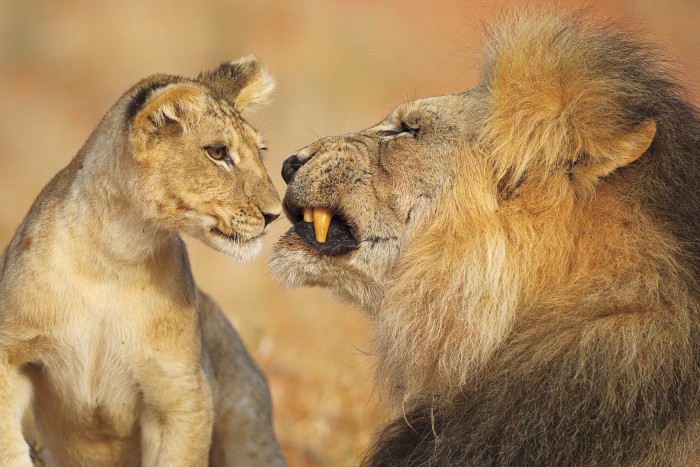 African Lion and Cub, Kgalagadi Transfrontier Park, Kalahari Desert, South Africa By Lee Slabber, Cape Town, South Africa © Lee Slabber / Nature's Best Photography Awards. Courtesy of Smithsonian’s National Museum of Natural History.