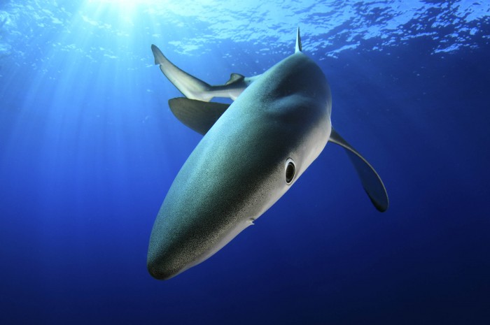 Blue Shark Off Faial Island, Azores, Portugal By Nuno Sá, Azores, Portugal © Nuno Sá / Nature's Best Photography Awards. Courtesy of Smithsonian’s National Museum of Natural History.