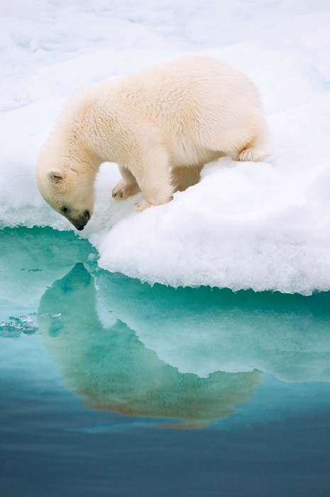 Polar Bear Cub, Barents Sea, Norway By Florian Schulz, Wilhelmsdorf, Germany © Florian Schulz / Nature's Best Photography Awards. Courtesy of Smithsonian’s National Museum of Natural History.