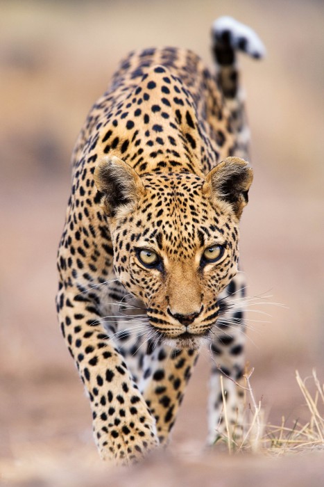 Leopard Stalking, Otjozondjupa Region, Namibia By Stephen Belcher, Christchurch, New Zealand © Stephen Belcher / Nature's Best Photography Awards. Courtesy of Smithsonian’s National Museum of Natural History.