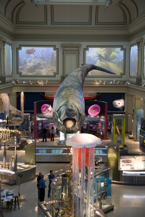 The Sant Ocean hall at the National Museum of Natural History combines 674 marine specimens and models, high-definition video experiences, one-of-a kind exhibits and the newest technology to allow visitors to explore the ocean’s past, present and future as never before. A full-scale model of a real North Atlantic right whale has become the iconic image of the Sant Ocean Hall. Measuring in at 45 feet and 2,300 pounds, the model is not only impressive in size, but in scientific accuracy as an exact replica of Phoenix, an actual whale that exists in the wild today. (Photo by John Steiner)