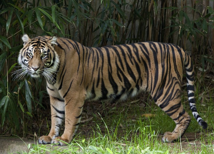 Sumatran tiger Damai at the National Zoo (Photo by Mehgan Murphy)