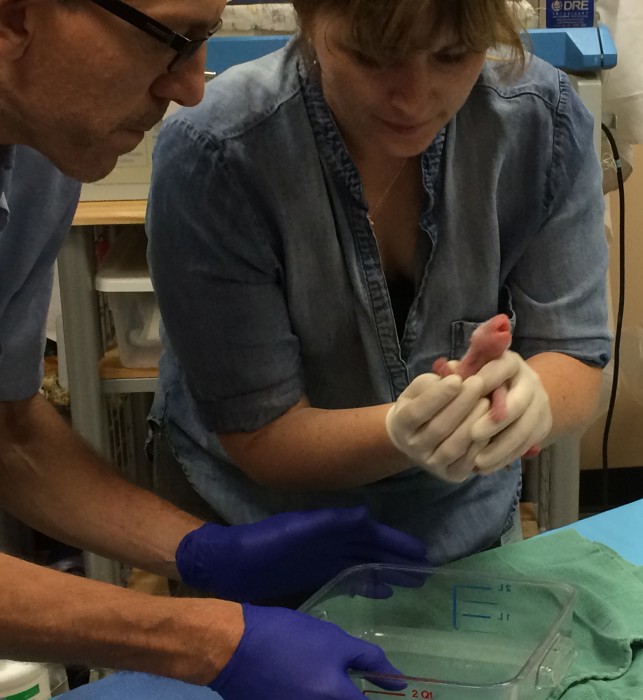Dr. James Steeil and Dr. Copper Aitken-Palmer exiamine onw of two giant panda cubs born at the National Zoo Aug. 22, 2015.