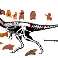 Diagram of skeleton