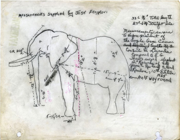 elephant sketch