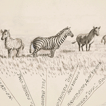 All About Perspective: Zebras and Their Stripes