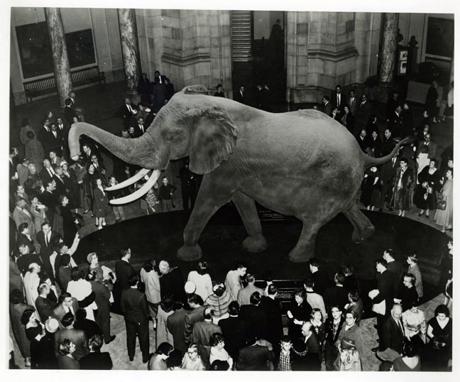 Elephant in the Rotunda