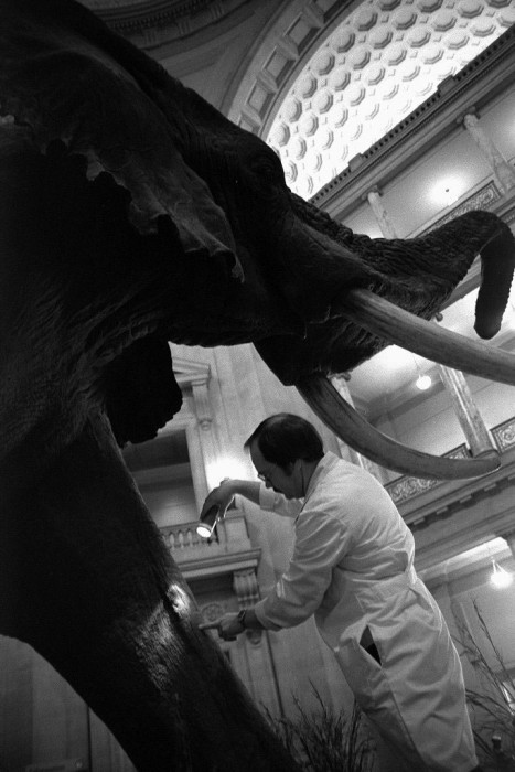 Taxidermist inspecting elephant