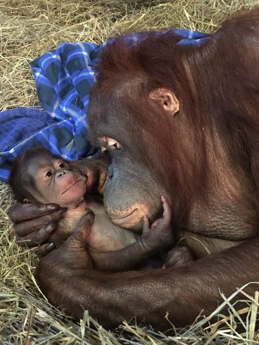 Mother and infant orangutans