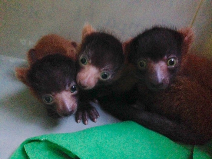 Three six-day old red-ruffed lemurs