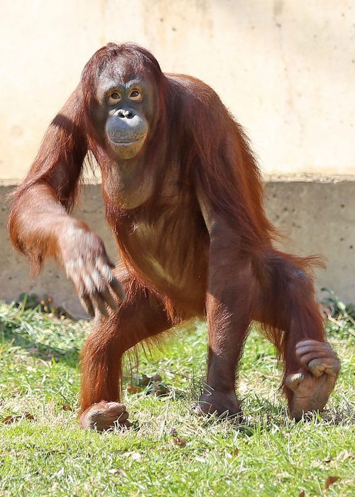 female orangutan satnding upright