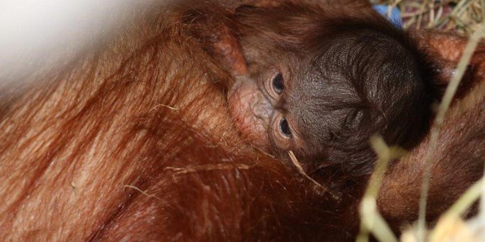 Close-up of newborn orangutan