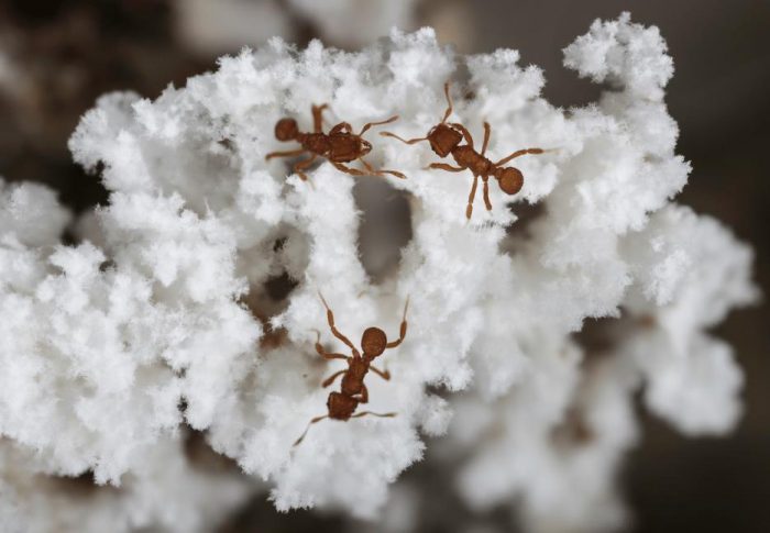 Red ants on white fungus