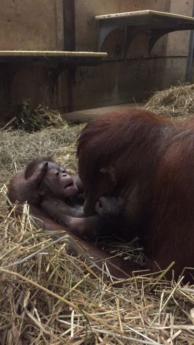 Orangutan cuddles infant