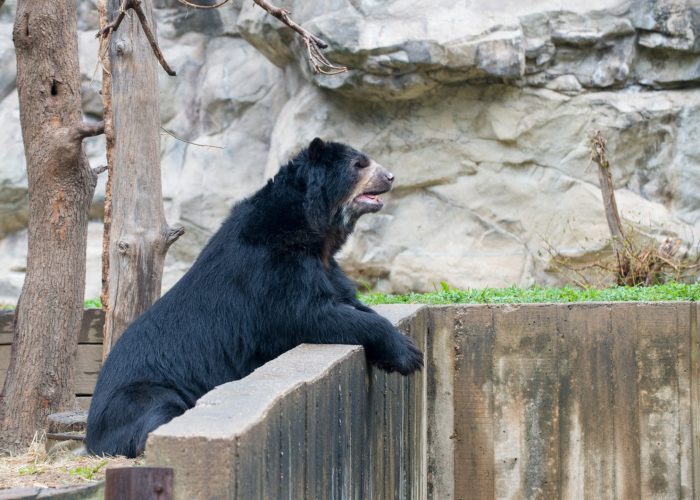 Bear leaning over wall in enclosure