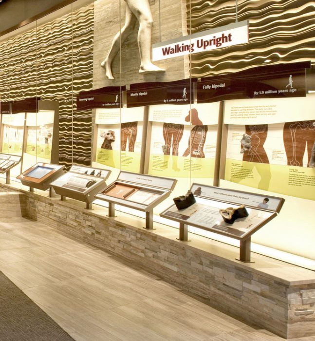 Wide angle view of the Hall of Human Origins