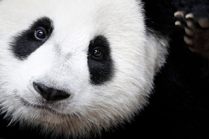 Close up of giant panda face
