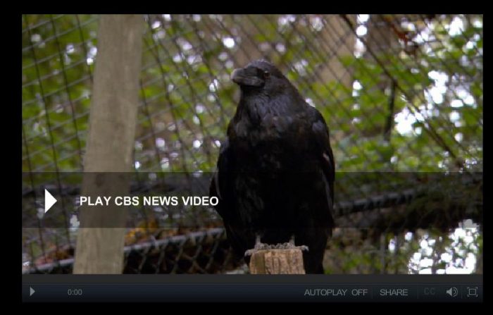 Raven in aviary